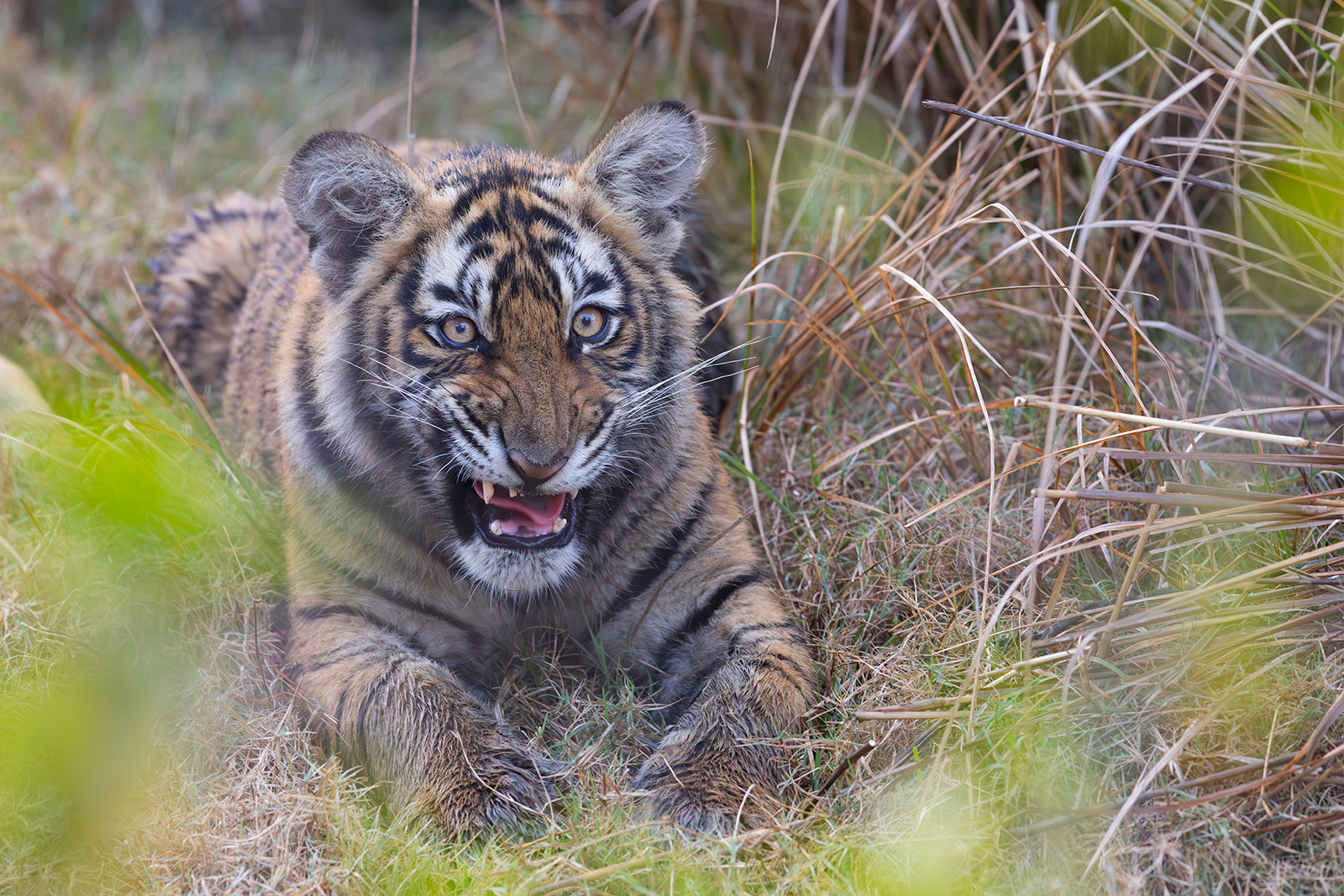 Jeune Tigre - Ranthambore