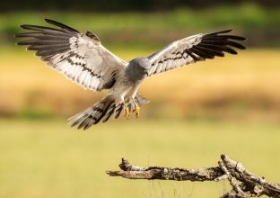 Focus ornithologique en Catalogne Focus ornithologique en Catalogne