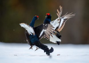 Les oiseaux de la taïga finlandaise