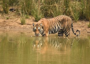 Safari Tigre Pro : Tadoba, Kanha & Bandhavgarh