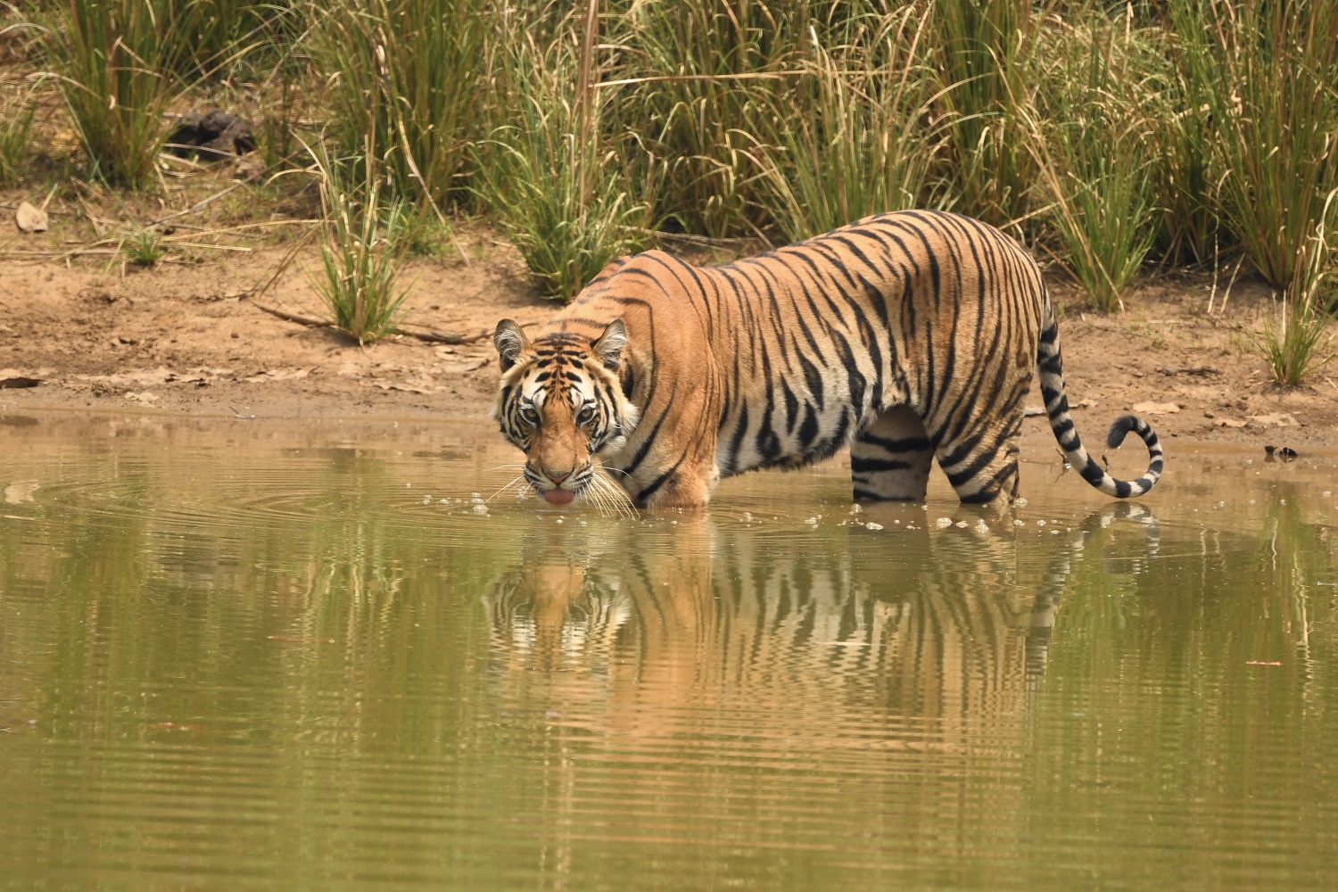 Tigre du Bengale, Inde