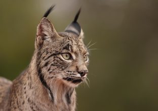 En quête du Lynx Iberique (hiver) En quête du Lynx Iberique (hiver)