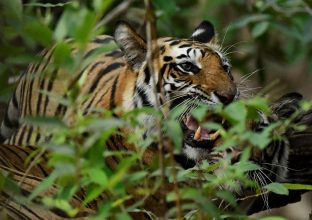 Immersion sur le territoire du tigre : Bandhavgarh