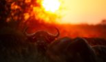 Afrique du Sud – Kruger – buffle coucher de soleil – Nicolas Germain