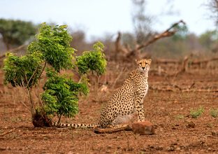 Safari Photo dans le Kruger