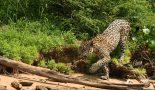 Jaguar © Hervé Fourneau
