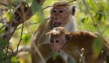 Macaque Sri Lanka @H.Fourneau 1040037