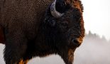 USA – Yellowstone – Bison mâle – Nicolas Germain