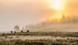 USA – Yellowstone – Bisons à l’aube – Nicolas Germain