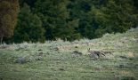 USA – Yellowstone – Coyotes au printemps – Nicolas Germain