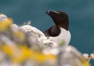 Focus Ornithologique en Ecosse Focus Ornithologique en Ecosse