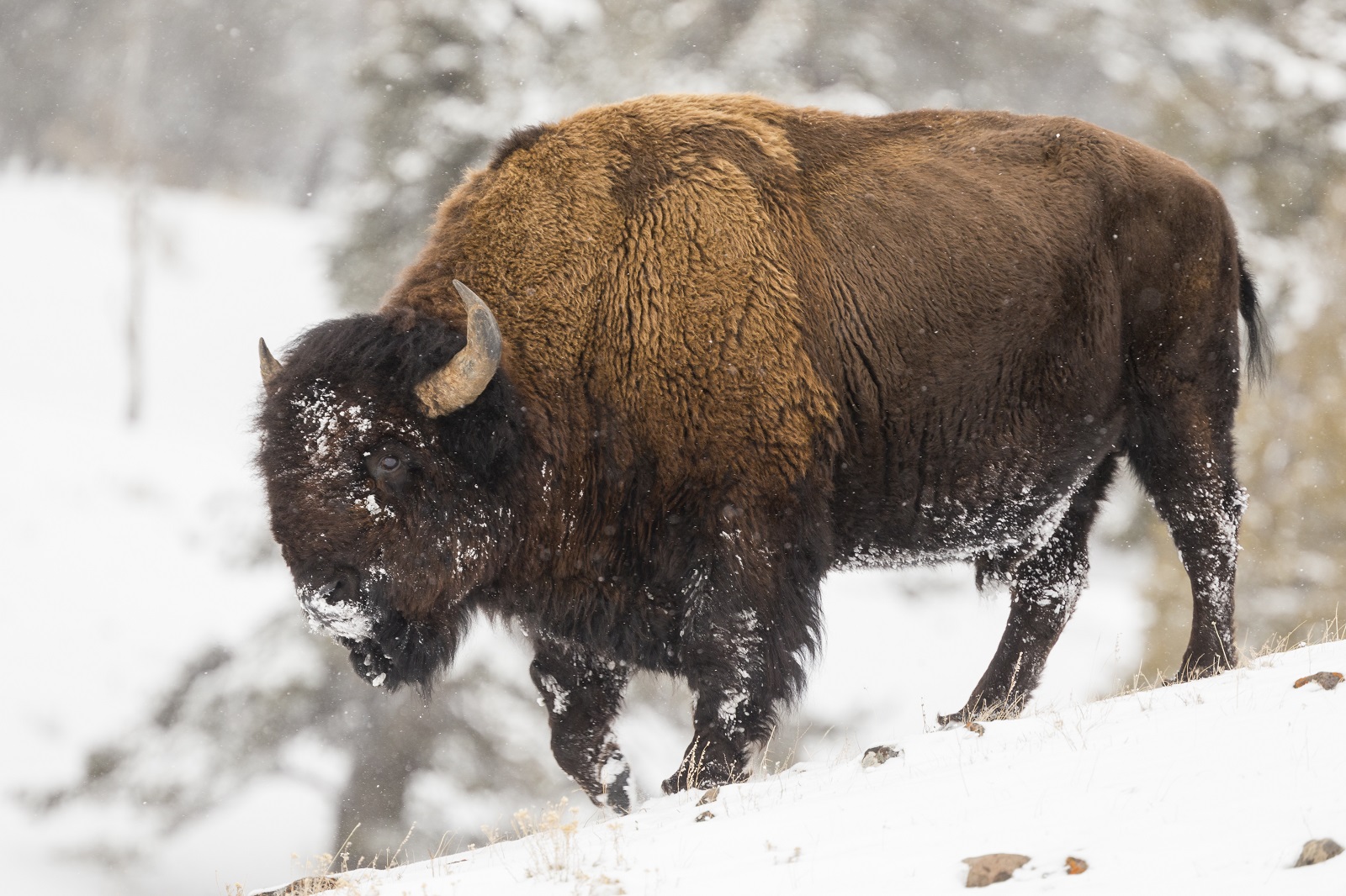 Bison d'Amérique
