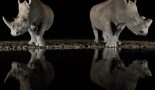 Rhinocéros © Hervé Fourneau