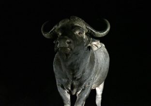 Safaris et Affûts au Kenya