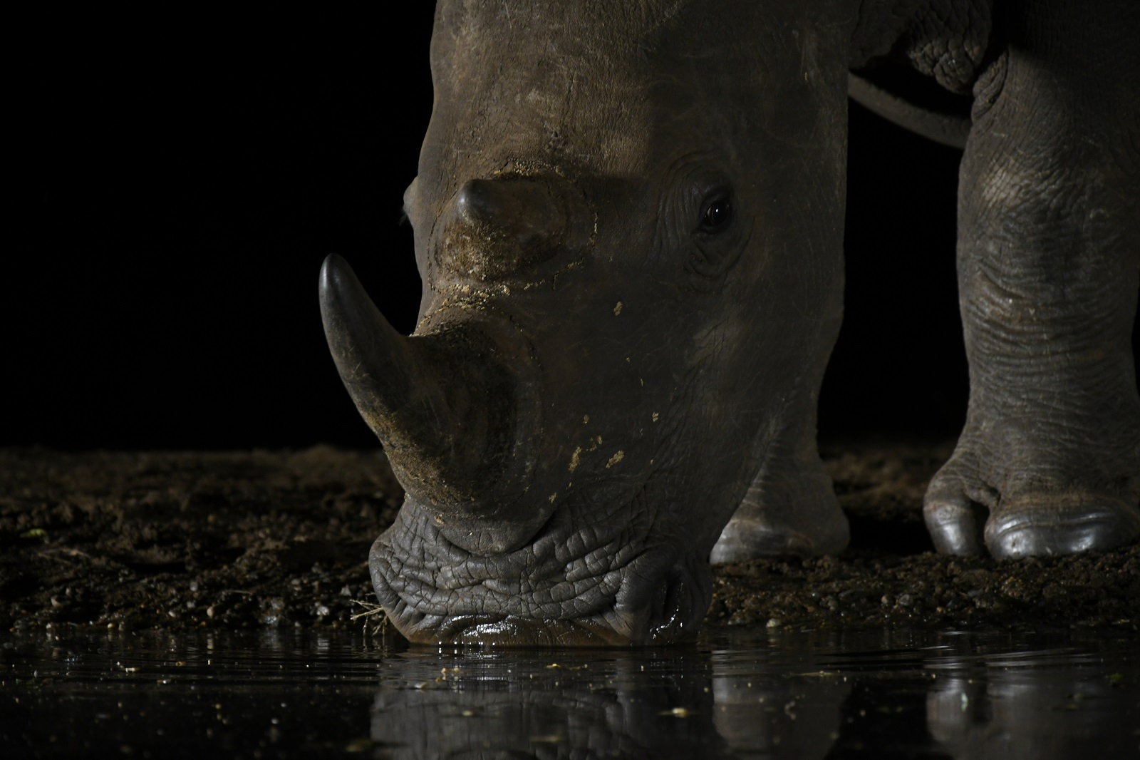 Rhinocéros blanc, Affûts en Réserve Privée en Afrique du Sud