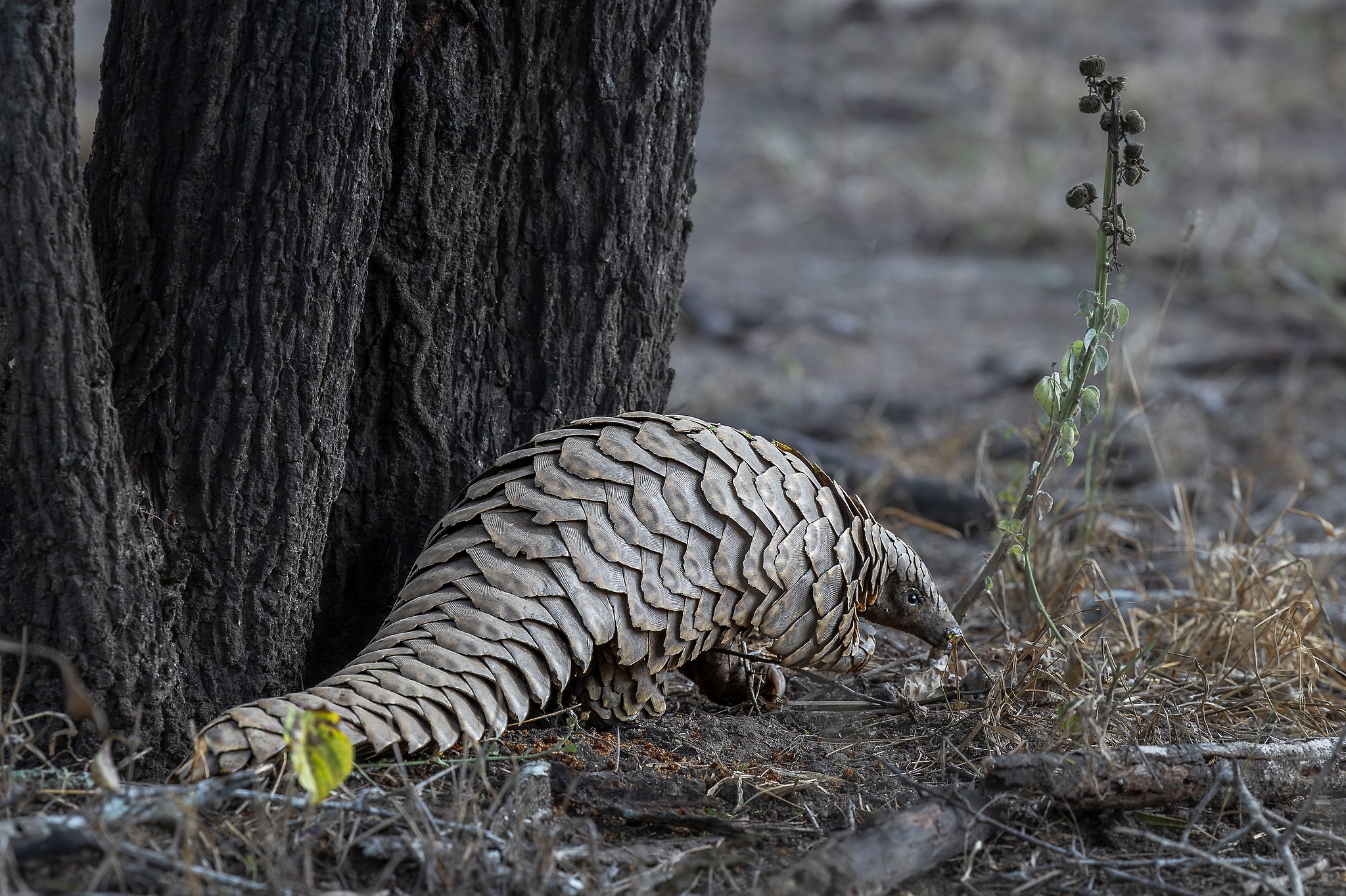 Pangolin Christophe Jobic