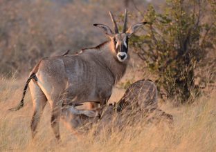 Safari photo à Lower Zambezi & Kafue