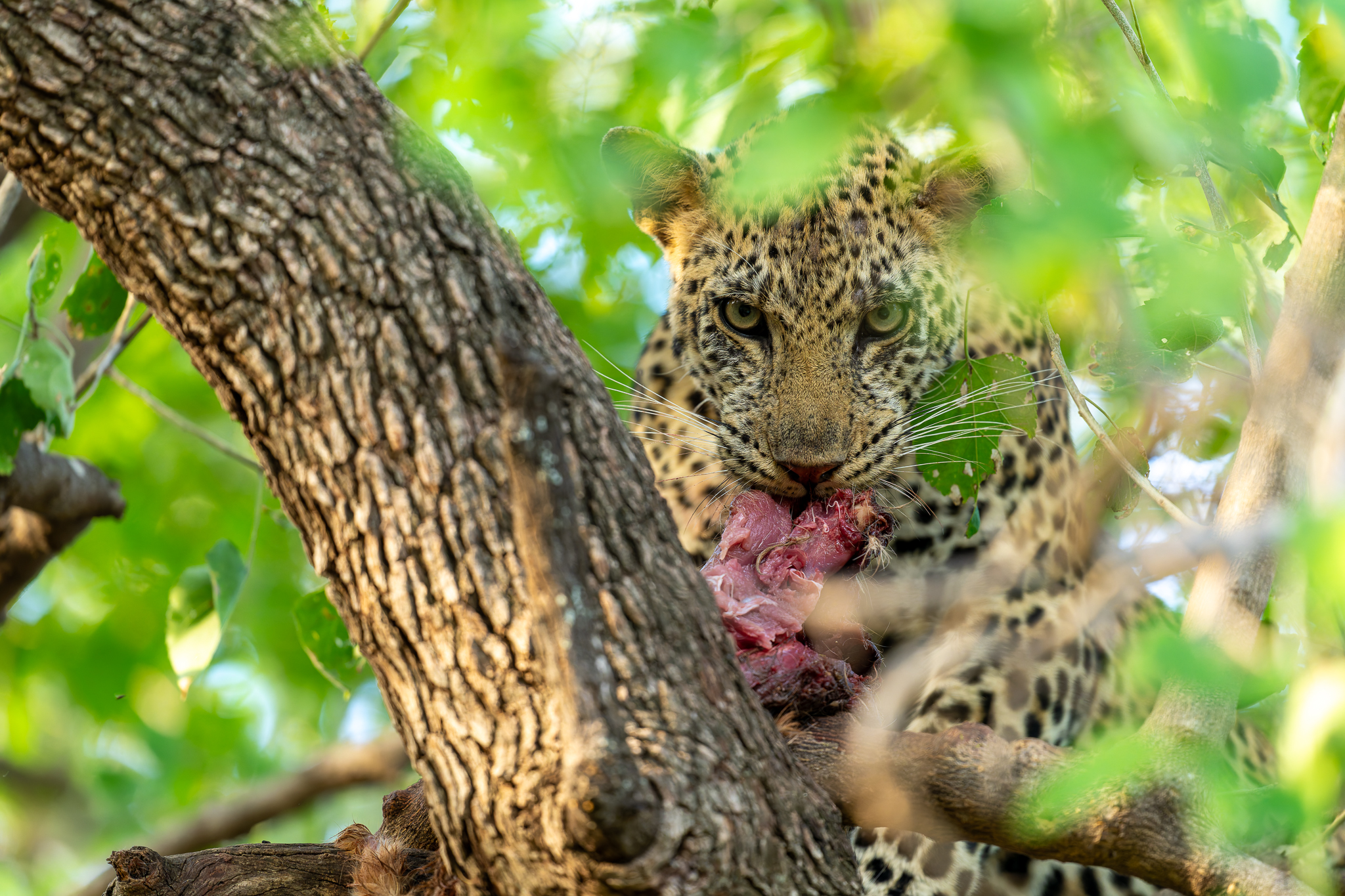 Léopard, Mashatu Game Reserve