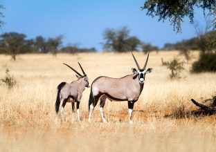 Le Kalahari et la Côte Ouest Le Kalahari et la Côte Ouest