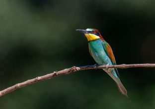 Focus ornithologique en Catalogne