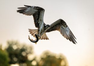 Focus Ornithologique en Ecosse Focus Ornithologique en Ecosse