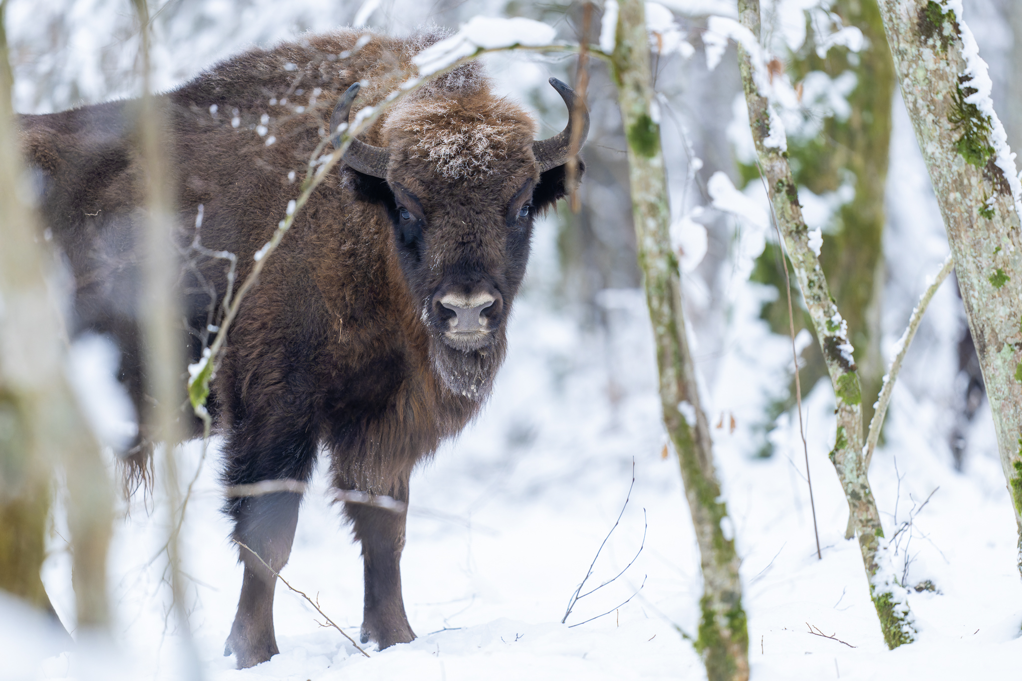 Bison d'Europe, Pologne