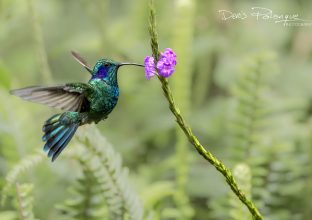 La faune sauvage du Panama La faune sauvage du Panama