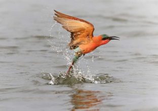 Récit de voyage…Botswana Les secrets des 4 rivières Récit de voyage…Botswana Les secrets des 4 rivières