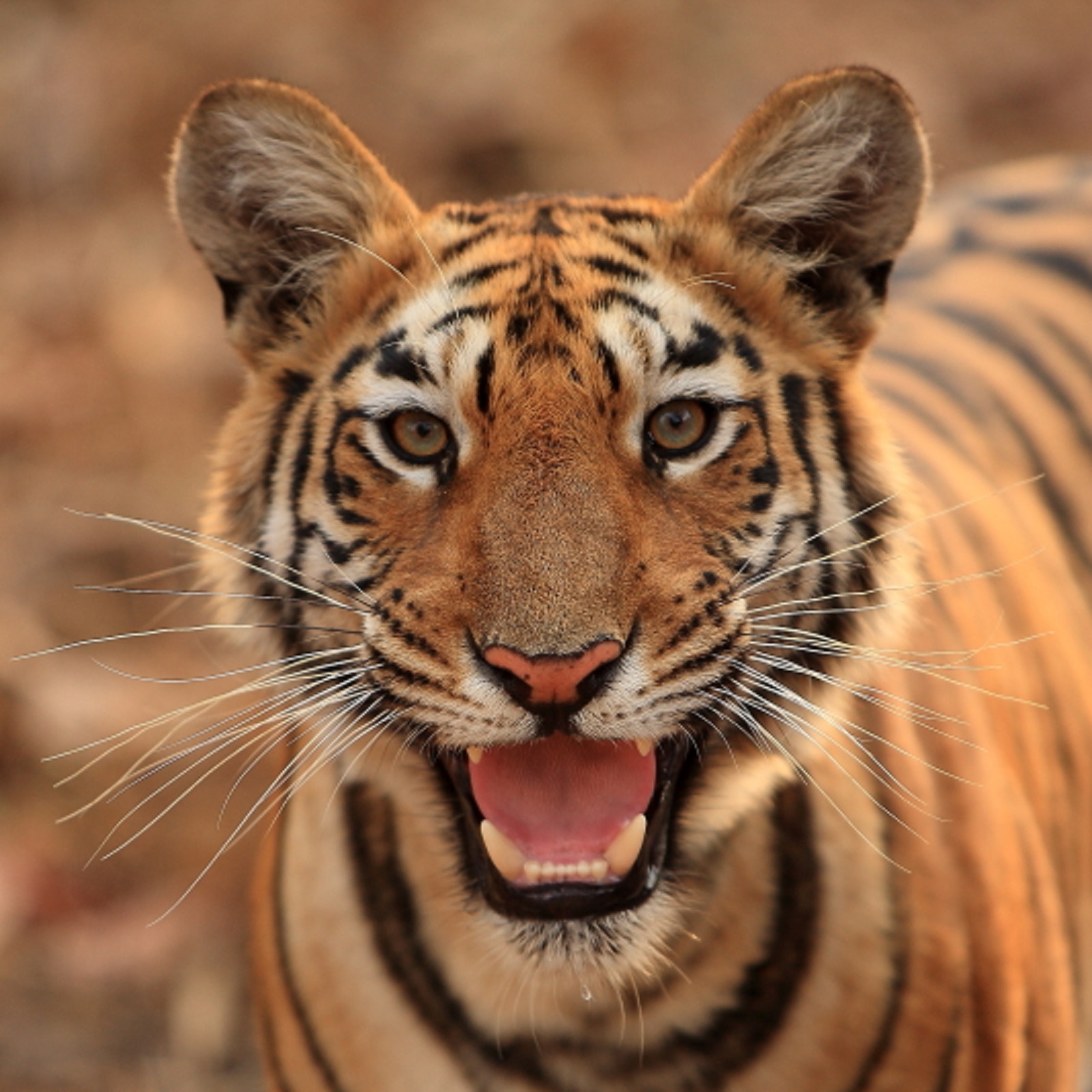 Tigre du Bengale - Inde