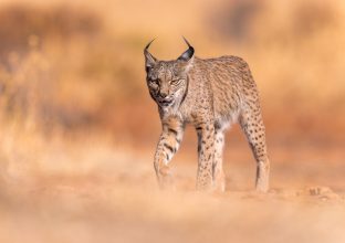 En quête du Lynx Iberique (été)
