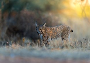 Séjour Focus Lynx Iberique Séjour Focus Lynx Iberique