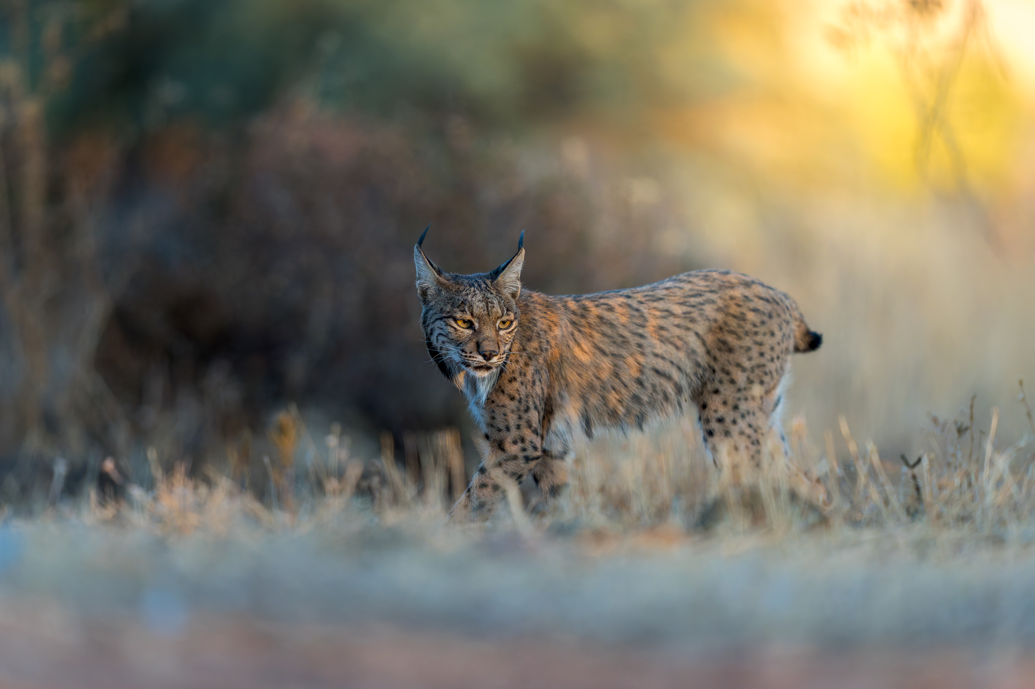 Lynx ibérique, Espagne