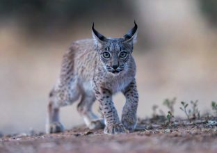 En quête du Lynx Iberique (été) En quête du Lynx Iberique (été)