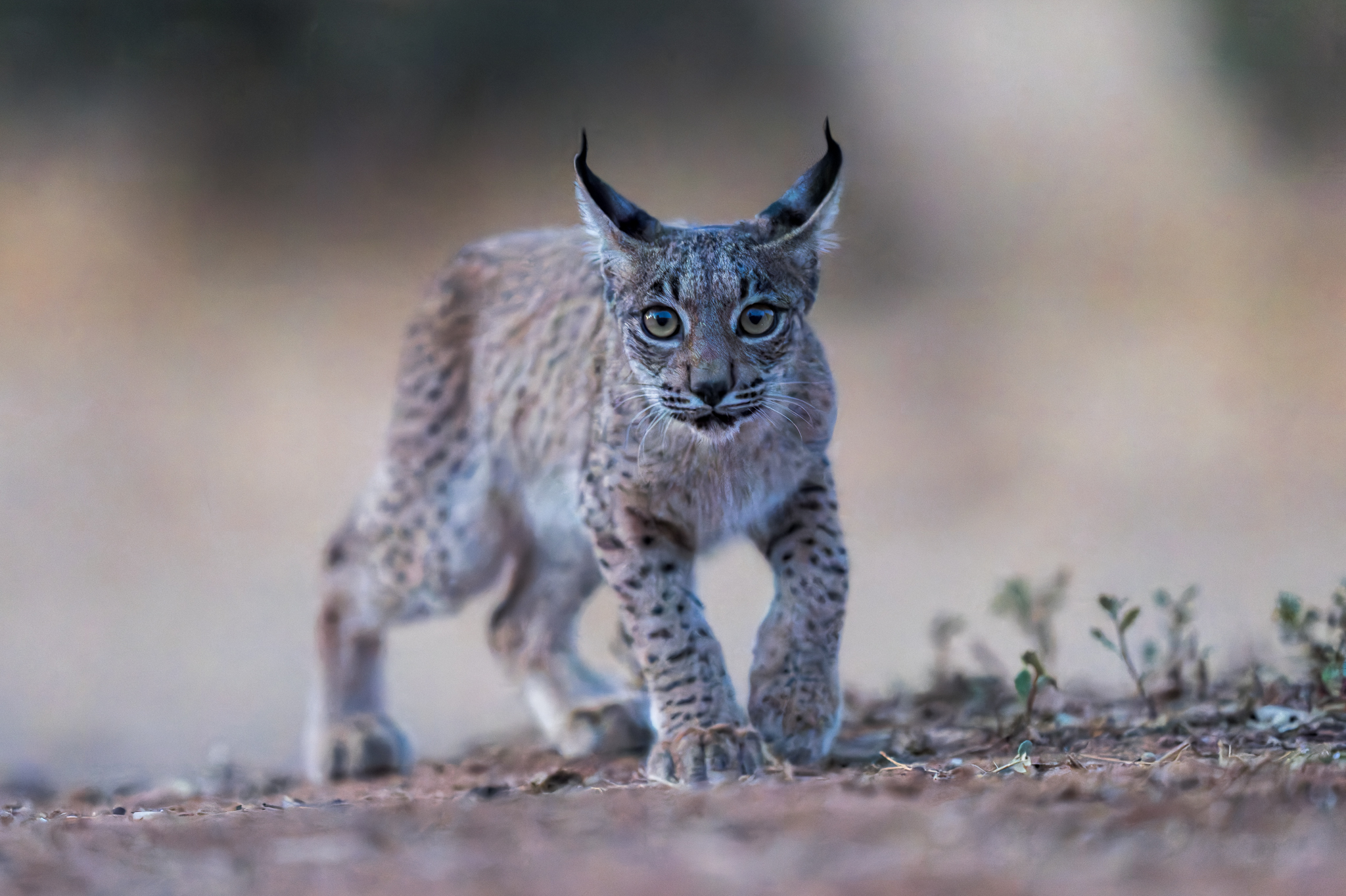 Lynx ibérique de 5 mois