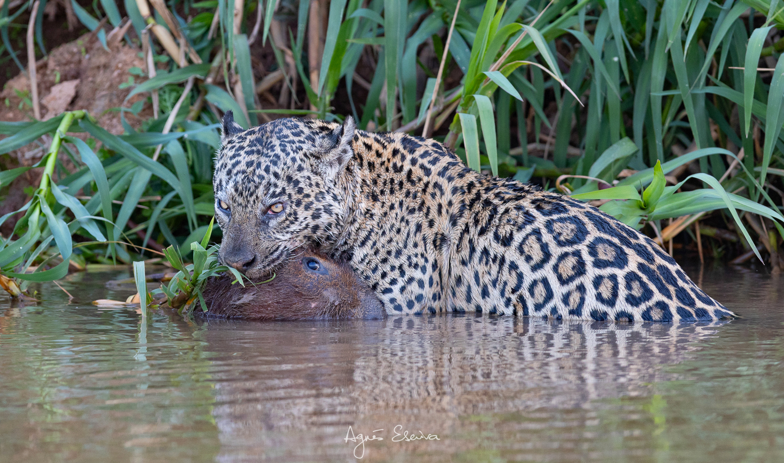 Safari Photo Jaguar au Pantanal