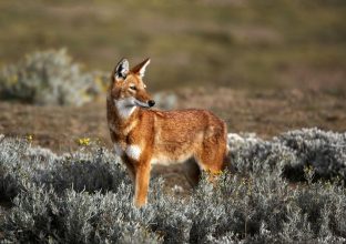 Ethiopie, Loup d’Abyssinie, Gelada et vallée de l’Omo