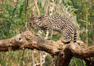 Récit de voyage…Fantastique Pantanal Récit de voyage…Fantastique Pantanal