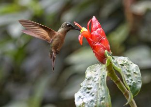Récit de voyage…Colombie Paradis des oiseaux – Maguelone et Michel – septembre 2024 Récit de voyage…Colombie Paradis des oiseaux – Maguelone et Michel – septembre 2024