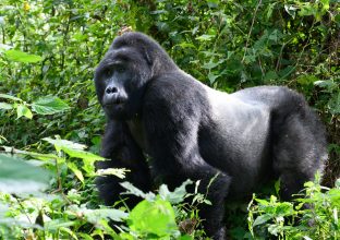 Gorilles de montagne avec GORILLA Gorilles de montagne avec GORILLA