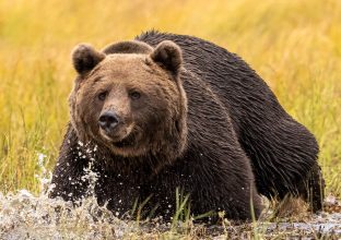 Faune et paysages de la taïga à l’automne Faune et paysages de la taïga à l’automne
