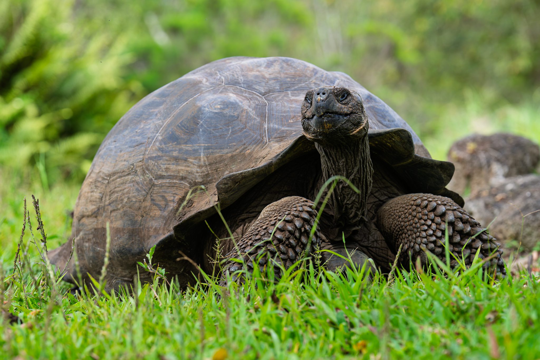 Voyage Photo aux Galapagos