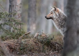 A la rencontre des ours, des loups et gloutons de Finlande A la rencontre des ours, des loups et gloutons de Finlande