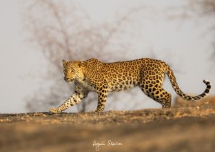 Tigres et léopards de Bera à Panna