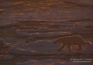 SVALBARD : symphonie des lumières d’automne SVALBARD : symphonie des lumières d’automne