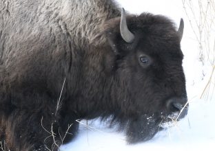 Yellowstone à Gardiner Yellowstone à Gardiner