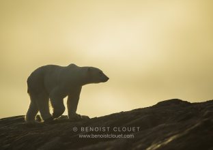 Svalbard : Magie des lumières de l’automne