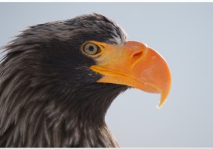 Oiseaux et paysages d’Hokkaïdo en hiver Oiseaux et paysages d’Hokkaïdo en hiver