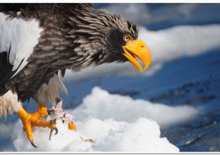 Oiseaux et paysages d’Hokkaïdo en hiver Oiseaux et paysages d’Hokkaïdo en hiver