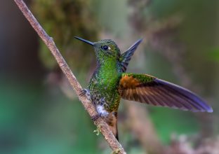 Les oiseaux d’Equateur