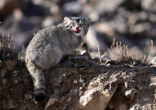 La faune du plateau tibétain La faune du plateau tibétain